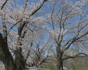 京都八幡市　背割り堤の桜
