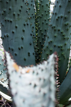 Aloe marlothii, also known as mountain or flat-flowered aloe. It can be used to moisturize skin and may promote overall skin health similar to aloe vera. 