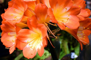 Fototapeta na wymiar Clivia miniata flower, also known as Natal lily, bush or Kaffir lily. Copy space.