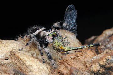 spider is eating dragonfly