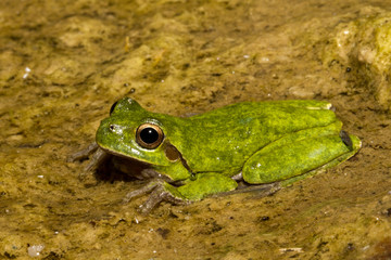  Ein Tyrrhenischer Laubfrosch in einem Bachlauf sitzend