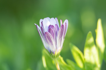 Osteospermum Daisy Flower