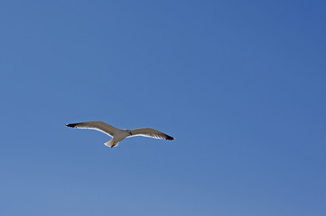 seagull flying on blue sky