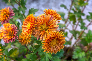 Bunch of blooming orange color chrysanthemum flower in a garden with green background.Close up ,Selective focus and side angle view.