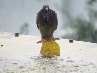 폭우 속의 비둘기
