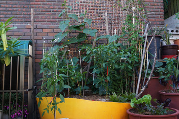 골목길에 있는 식물