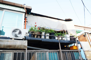 2층에 있는 식물들