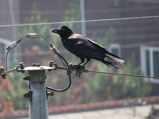 전선 위의 까마귀