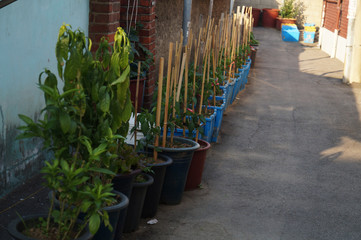 골목길에 식물들