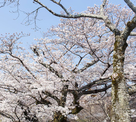 Cherry Blossom Trees along of Philosophe's path in Kyoto for backgrounds