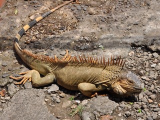 Iguane, Costa Rica