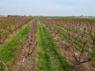 Fototapeta na wymiar Peach trees in bloom in Pernumia di Padova