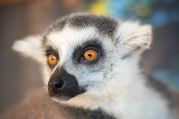 Muzzle lemur close up
