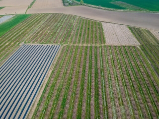 Obraz premium Peach trees in bloom in Pernumia di Padova