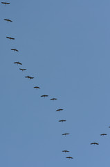 cranes on blue sky