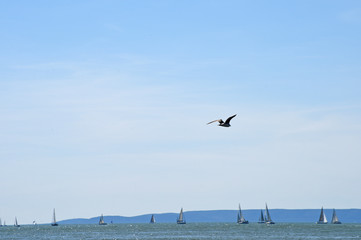 seagull flying on blue sky