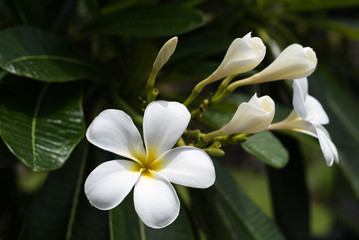 Obraz premium Exotic white flower in tropical forest