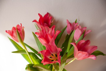 Beauty flower in the garden