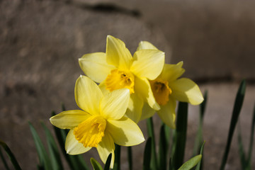 Beauty flower in the garden