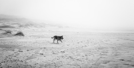dog running around the sea in mist