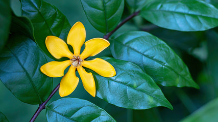 Bright yellow flowers on a background green leaves in the garden.