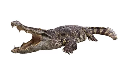 Fotobehang Zijaanzicht van wijd open krokodil © next143