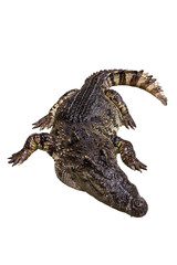 A crocodile lie down on white background