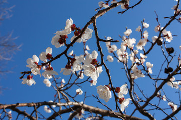 Beauty flower in the garden