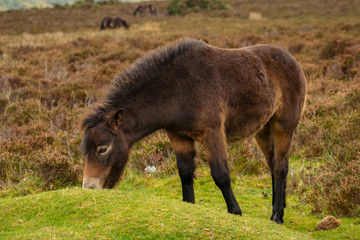 Naklejka na ściany i meble An Exmoor Pony, grazing on Porlock Hill in Somerset, England, UK