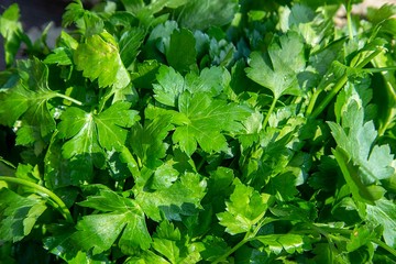 juicy fresh spring greens