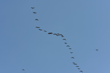 cranes on blue sky