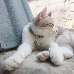 Fototapeta na wymiar Cat resting