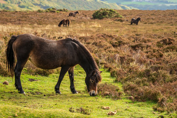 An Exmoor Pony, grazing on Porlock Hill in Somerset, England, UK