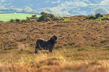 Fototapeta na wymiar An Exmoor Pony, seen on Porlock Hill in Somerset, England, UK