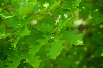 Fototapeta na wymiar Green oak leaves as background