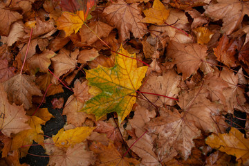 Beauty leaf in the garden