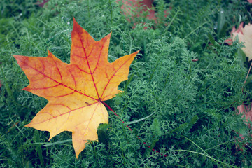 Beauty leaf in the garden