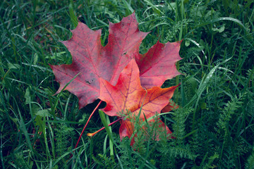 Beauty leaf in the garden
