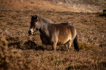Fototapeta premium An Exmoor Pony, seen on Porlock Hill in Somerset, England, UK