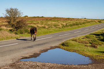 A wild Exmoor Pony, seen on Porlock Hill in Somerset, England, UK
