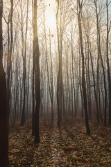 Foggy day in a oak forest in autumn time in Hungary