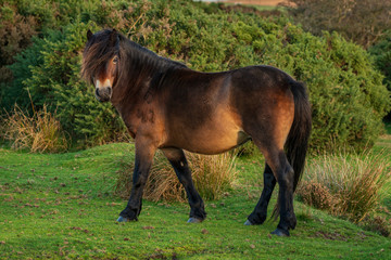 An Exmoor Pony, seen on Porlock Hill in Somerset, England, UK