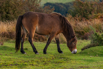 Naklejka na ściany i meble A wild Exmoor Pony, seen on Porlock Hill in Somerset, England, UK