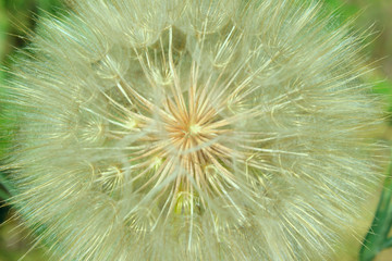 Blurred Shot Of Dandelion Flower, Blurred Nature Background Texture. Blurred Abstract  Nature.