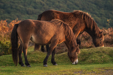 Wild Exmoor Ponies, seen on Porlock Hill in Somerset, England, UK