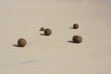 Fototapeta na wymiar Fiber balls of seagrass