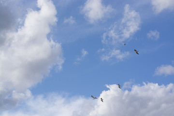 Seagulls flying overhead against cloudy and blue skies