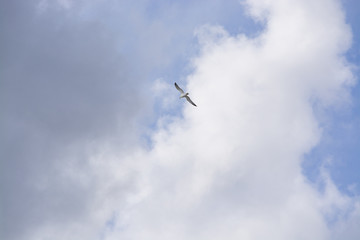 Single seagull flying overhead