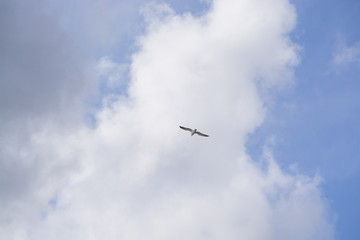 Single seagull flying overhead