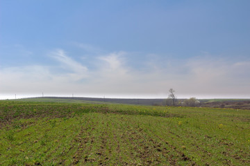 landscape with a lonely tree on the horizon and blue sky